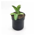 thumbnail image 1 of Flowerpot-Shaped Iron Money Safe, Password Lock Hidden Storage Box, 1 of 6