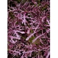 thumbnail image 3 of 200 Seeds RED Streaked MIZUNA MUSTARD Japanese Greens Brassica Juncea Vegetable Seeds, 3 of 8
