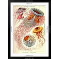 thumbnail image 5 of Art.com Jelly Fish Art Print by Ernst Haeckel, Black Frame Wall Art, 32" x 44", 5 of 5