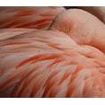 thumbnail image 2 of Wechsler, Robin 29x26 White Modern Wood Framed Museum Art Print Titled - Portrait Of A Pink Flamingo, 2 of 4