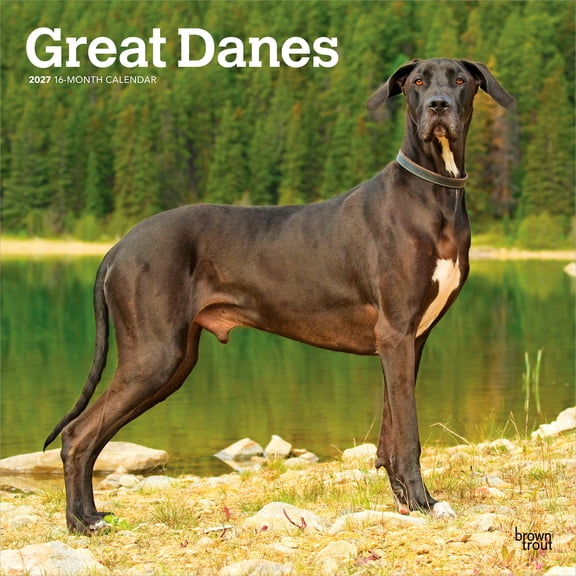 Great Danes | 2027 12x24" (Hanging) Wall Calendar | Plastic-Free | BrownTrout