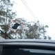 thumbnail image 2 of Decoración de antena de coche CHAO con bandera pirata, 2 of 5