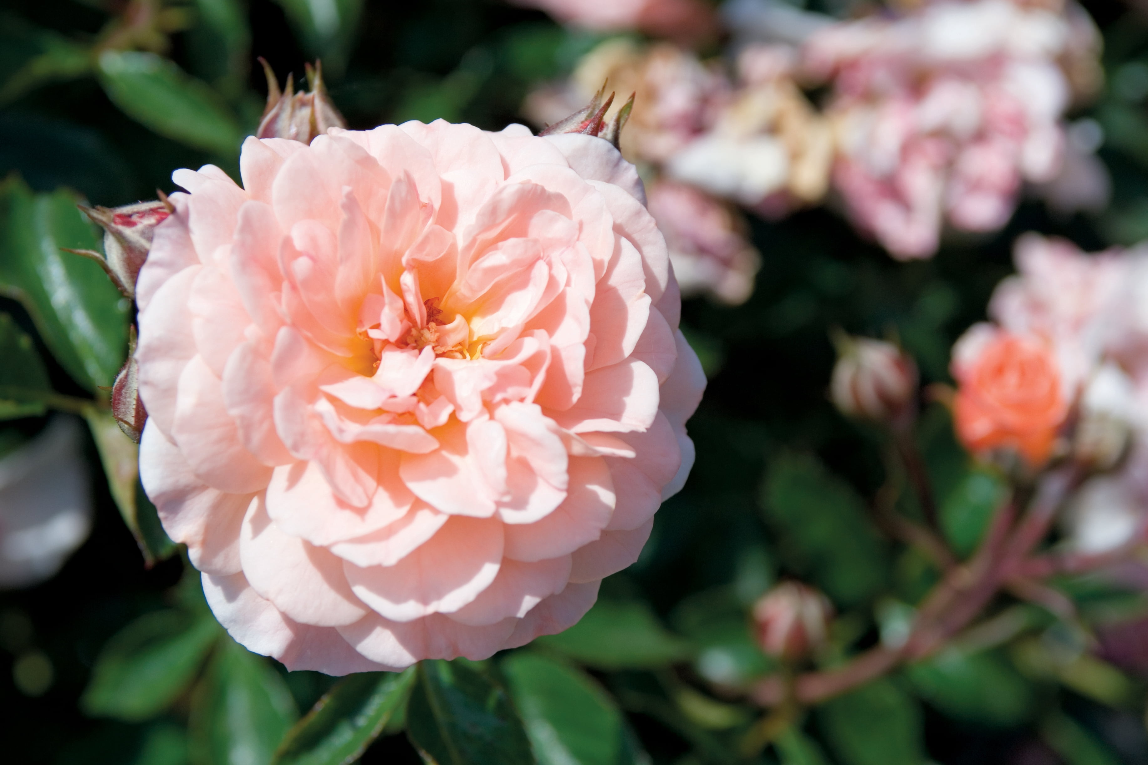 Apricot Drift Rose (1 Gallon) Low-Growing Deciduous Flowering Shrub - Full Sun Live Outdoor Plant