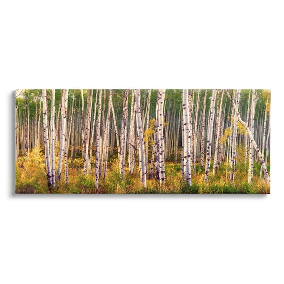 Stupell Industries Autumn Birch Trees Nature Painting Gallery Wrapped Canvas Print Wall Art, 40 x 17