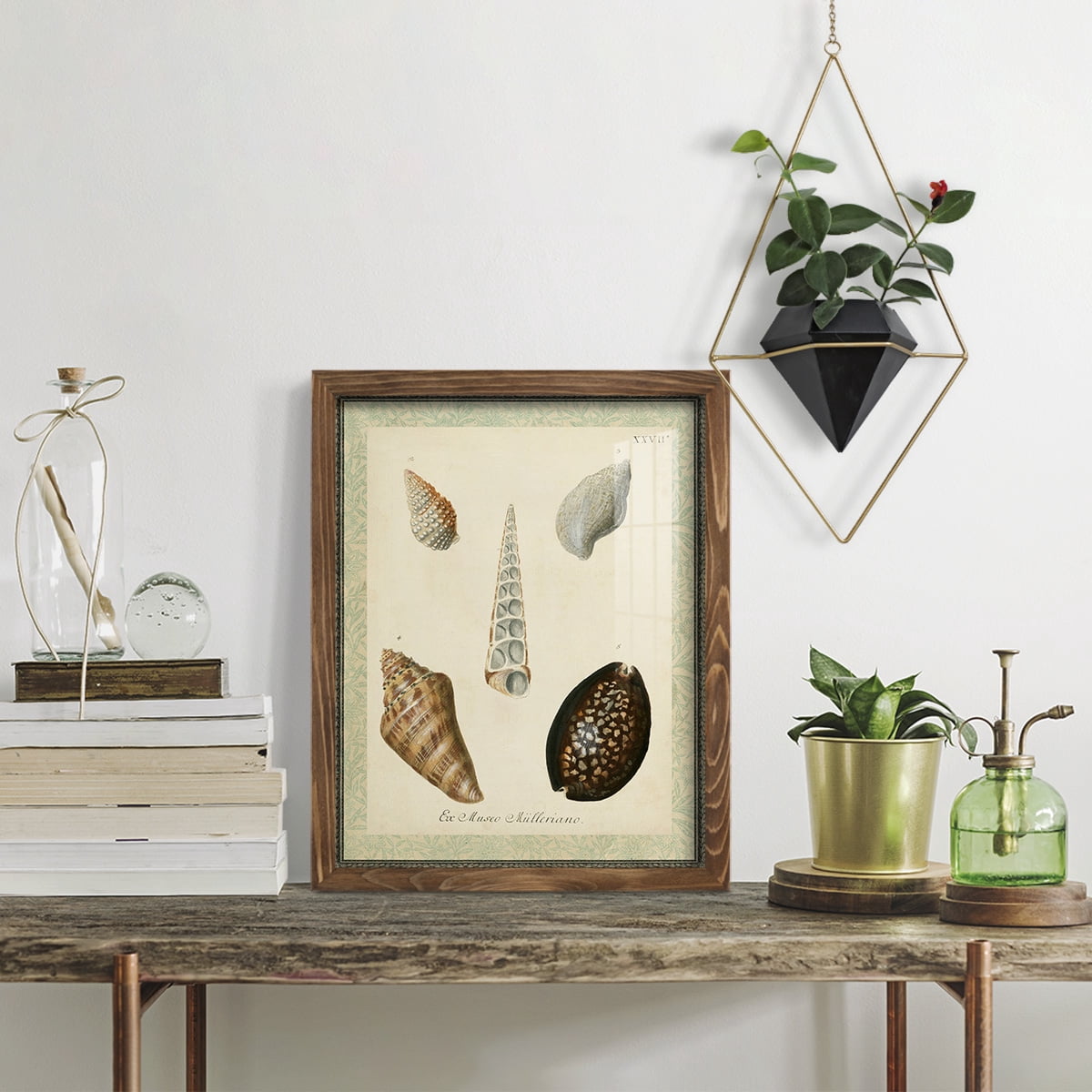 Bookplate Shells IX - Framed Print w/glass - Walnut
