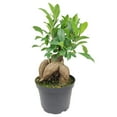 thumbnail image 7 of Ficus Ginseng (6"+ Minimalist Pot) - Bonsai Tree - Feng Shui Houseplants for Decoration - Live, Heathy, and Air-Purifying Indoor Plant, 7 of 7