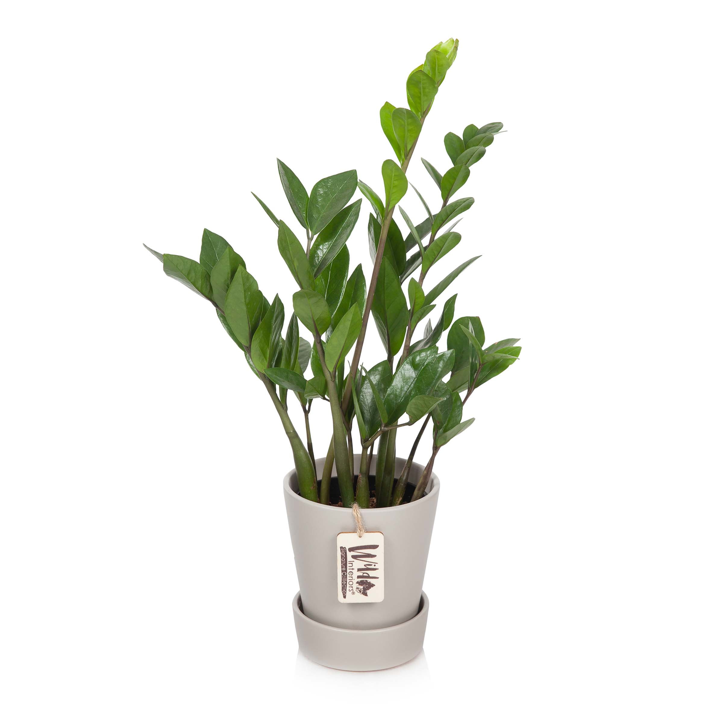 Wild Interiors ZZ, Live Plant, in 5" Gray Ceramic Pot