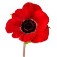thumbnail image 2 of 1000 Red AMERICAN LEGION (Corn / Shirley / Flanders) POPPY Papaver Rhoeas Flower Seeds, 2 of 3