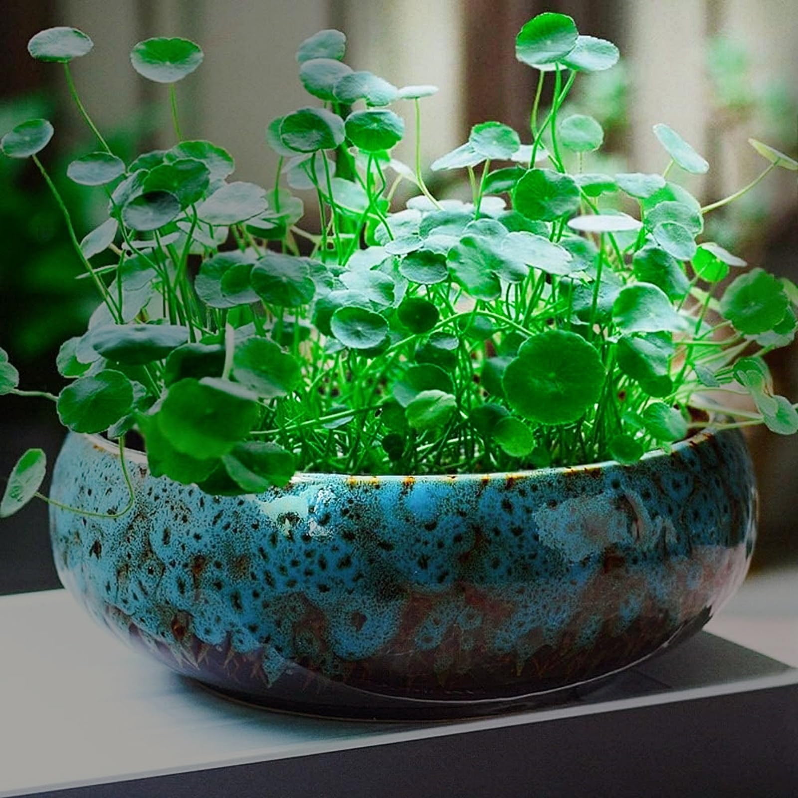 Lotus Bowl Planter, 6.5x6.5x2.55 Lotus Water Lily Succulent Ceramic Basin, Lotus Bowls for Planting in Water Indoors, Hydroponic Flower Pots Without Drain Holes, for Succulent