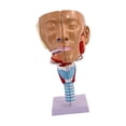 thumbnail image 2 of Cavidad Nasal Garganta Anatomía Modelo Práctico Anatómico Humano Faringe Laringe, 2 of 9