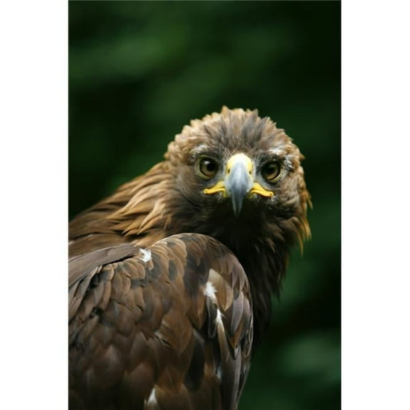 Golden Eagles Face Poster Print