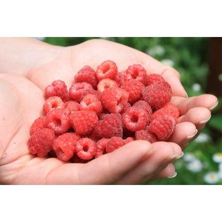 Canvas Print Raspberry Hands Red Fresh Girl Natural Close-up Stretched Canvas 10 x (Best Of Fresh Natural Girls)