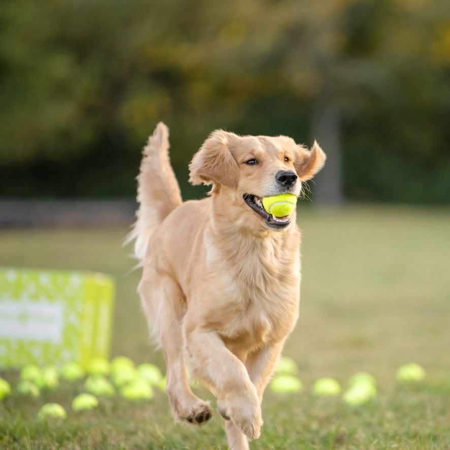 100 Tennis Balls Finished with the Courts, Now Ready for Your Dog’s Playtime: Support USA Tennis Ball Recycling NonProfit: Bulk 100 Tennis Balls for Dogs, Tennis Balls for Dogs Bulk,
