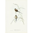 thumbnail image 2 of Gould, John 23x32 Black Ornate Wood Framed with Double Matting Museum Art Print Titled - Long-tailed Grass Finch-Poephila acuticauda, 2 of 4