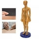 thumbnail image 5 of Modelo De Acupuntura Del Cuerpo Humano, Modelo De Acupuntura Corporal De Material De PVC Práctico, Enseñanza Para El Modelo De Masaje En El Hogar ANGGREK No, 5 of 7