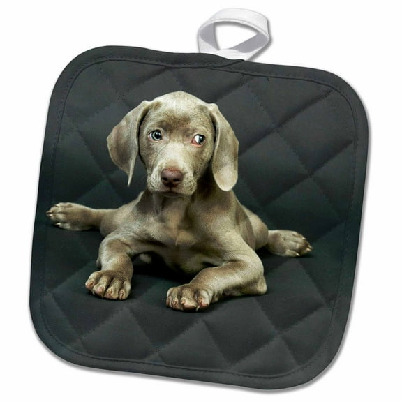 3dRose, Weimaraner Puppy, 8x8 Potholder