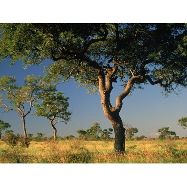 Acacia Trees, Kruger National Park, South Africa Print Wall Art By