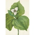 thumbnail image 2 of Mary Vaux Walcott 18x24 Black Ornate Framed Double Matted Museum Art Print Titled: Wax Trillium. Trillium Album (1925), 2 of 5