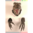 thumbnail image 3 of Velociraptor Statue Wall Resin Mount Dinosaur Head Sculpture Wall Hanging Ornament for Indoor and Outdoor Dinosaur, 3 of 7