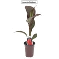 thumbnail image 1 of Plante Tropicale Canna #4.33, Couleurs Assorties, 1 of 2