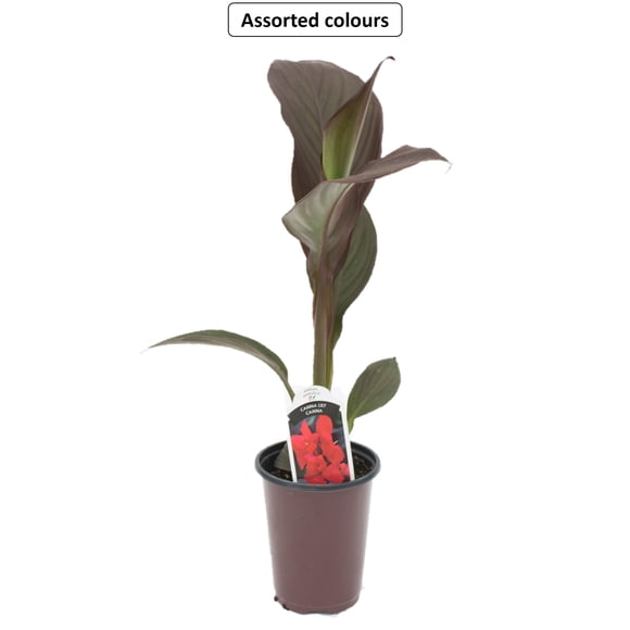 Plante Tropicale Canna #4.33, Couleurs Assorties