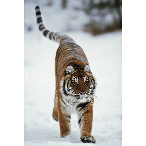 Posterazzi DPI1865863 Siberian Tiger In Snow Poster Print, 12 x 19