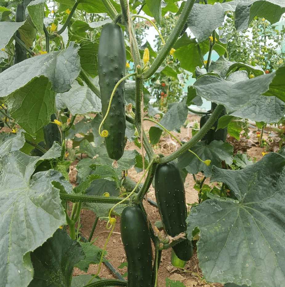 Set 2 Marketmore Cucumber Plants Live, 4 Inch Pot, Cucumber Live Plants, 2 Cucumber Vegetable Starter Plants