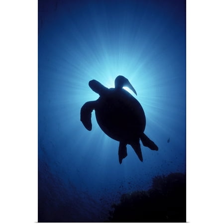 Sea Turtle Hawaii Decor Great BIG Canvas | Rolled Ed Robinson Poster Print entitled Hawaii, Green Sea Turtle (Chelonia Mydas), Silhouetted ()