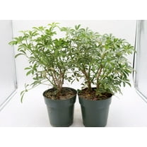 Dwarf Umbrella Plant-Assorted-Easy Care Houseplant  10" Pot