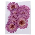thumbnail image 2 of 10 Piezas Hojas Secas Prensadas Elegante de Color Púrpura para ción de Tarjetas Margarita púrpura Sunnimix Flores secas prensadas, 2 of 8