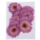thumbnail image 2 of 10 Piezas Hojas Secas Prensadas Elegante de Color Púrpura para ción de Tarjetas Margarita púrpura Sunnimix Flores secas prensadas, 2 of 8