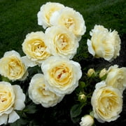 Heirloom Roses - Irish Hope™ English Legend Yellow Rose Bush - Flowers For Garden
