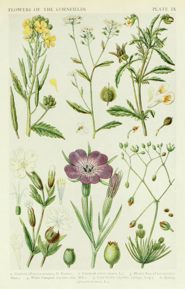 A New British Flora
