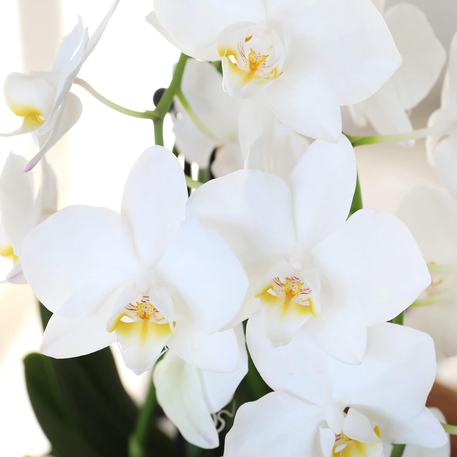 Just Add Ice 6-10" White and Yellow Mini Orchid Duo Live Plants in 4" White Ceramic Planter, House Plant