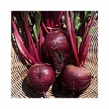 Beet Early Wonder Tall Top Great Heirloom Vegetable by Seed Kingdom (1 Oz Seeds)