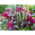 thumbnail image 2 of 250 BURGUNDY AMARANTHUS Hypochondriacus Amaranth Grain Vegetable Flower Seeds, 2 of 5