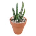 thumbnail image 2 of Shop Succulents 10" Kleinia Stapeliiformis Live Plant Pot, 2 of 2