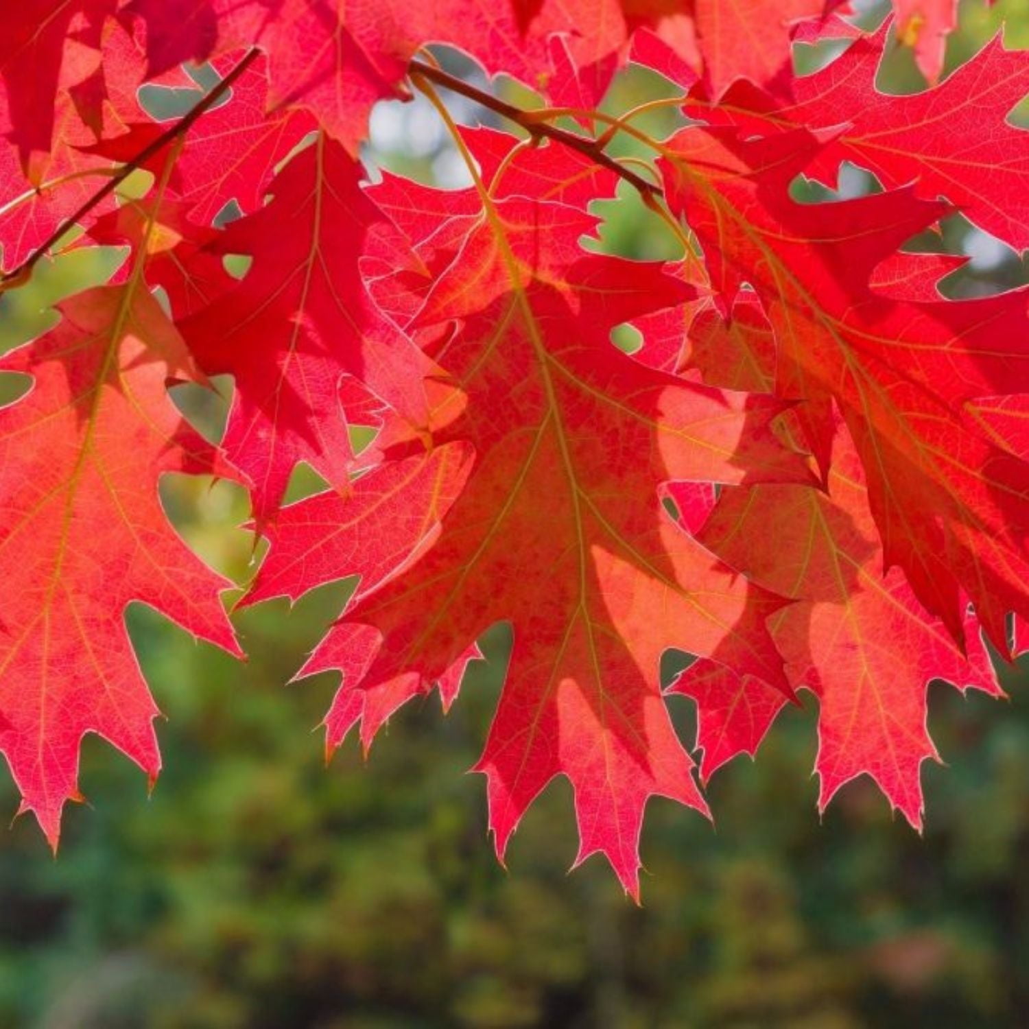 Expert Gardener 3-4 ft. tall Red Oak Live Tree in 7- Gallon Grower Pot