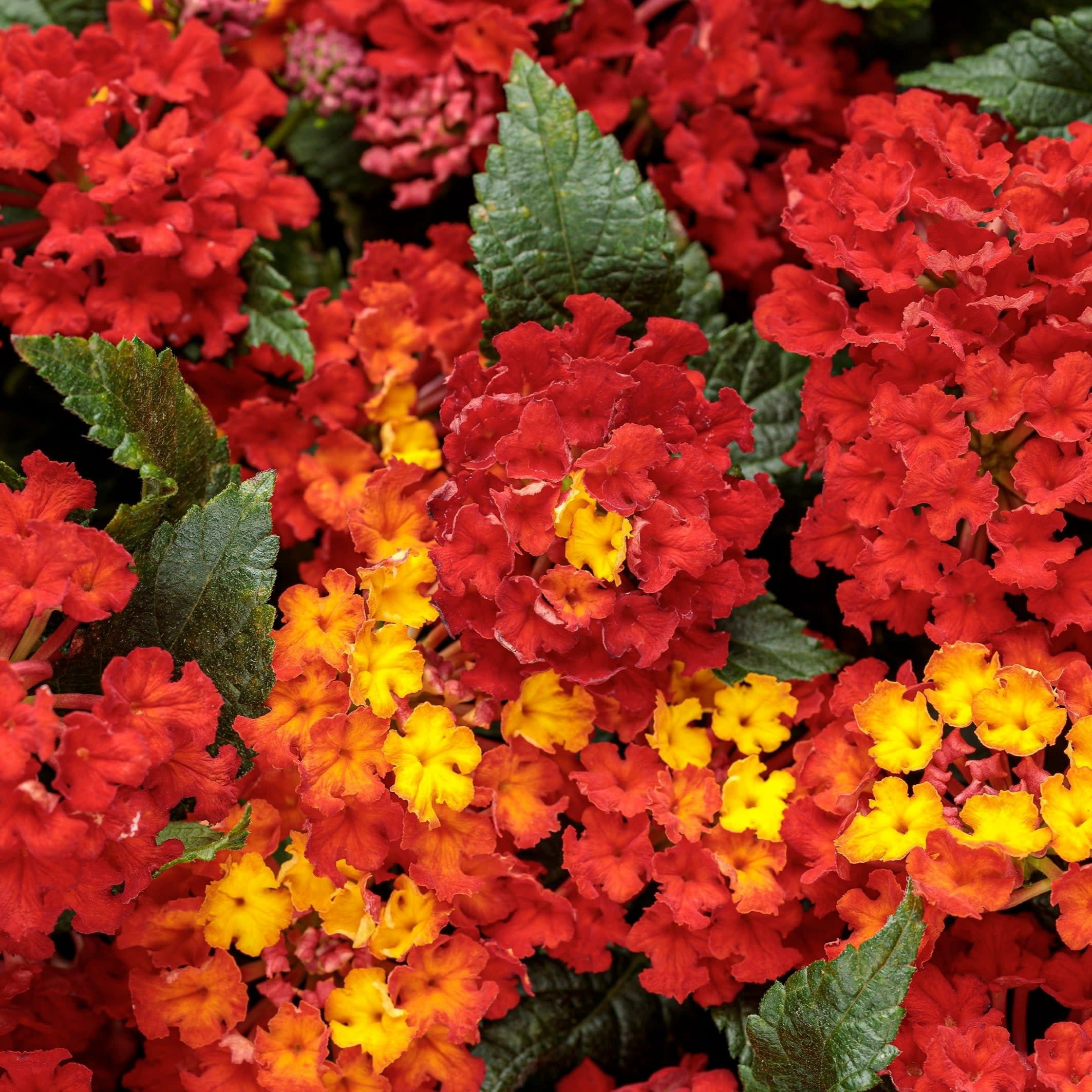 Proven Winners 4" Luscious Royale Red Zone Lantana Live Plant in 4.25" Pot (4 Count)