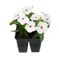 thumbnail image 2 of (2 pack) Expert Gardener 4PK White Red Vinca Live Plant, 2 of 7