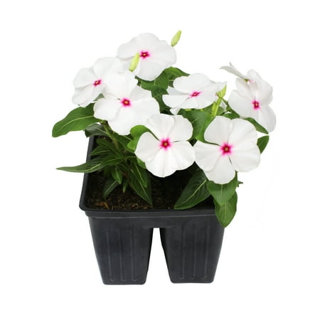 Expert Gardener 4PK White Red Vinca Live Plant