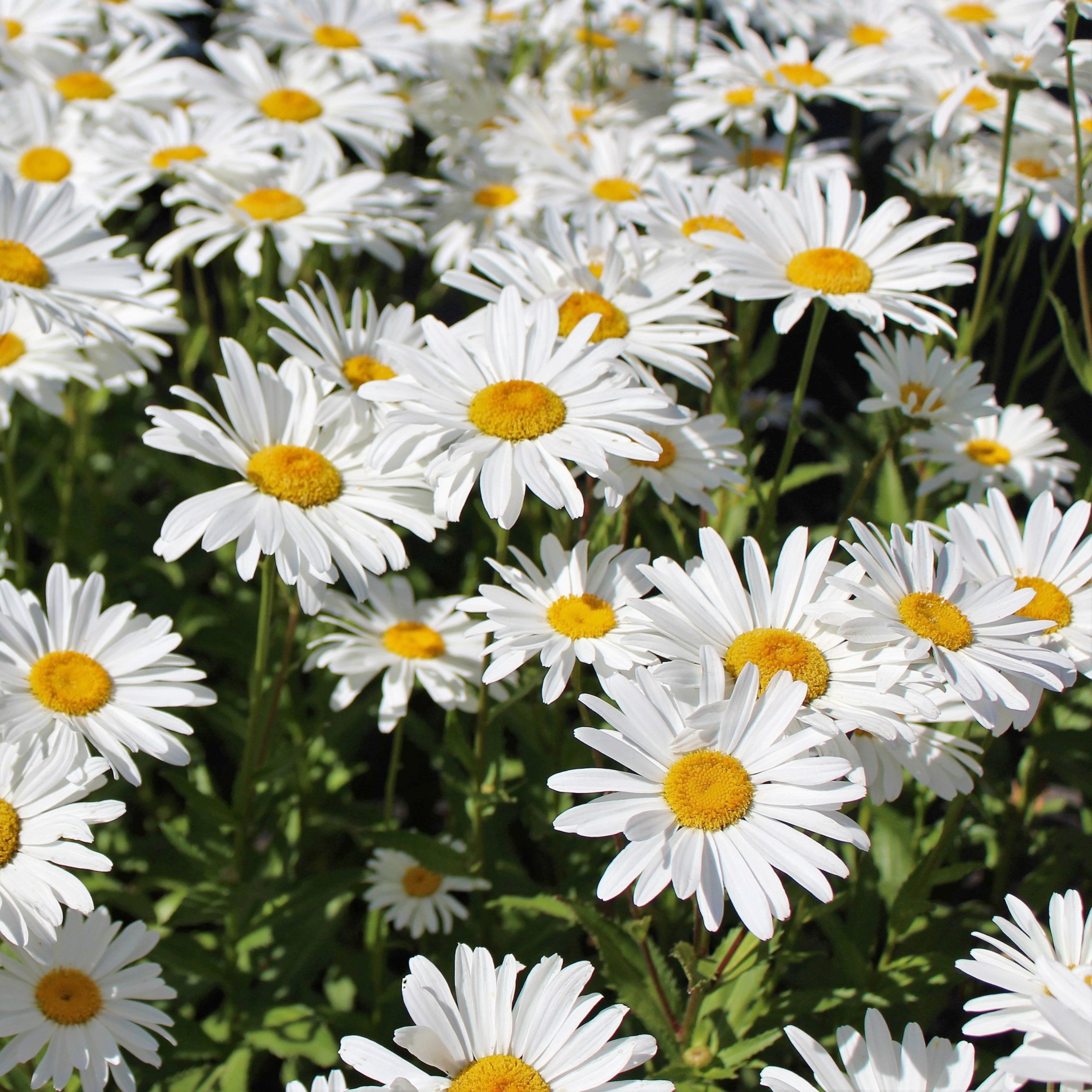 National Plant Network 1 gal. Shasta Daisy Alaska Perennial Plant (8-Pack)