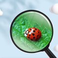 thumbnail image 5 of Lupas para niños LzGUNGY de 5 aumentos minilupas portátiles de plástico, 5 of 5