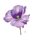 thumbnail image 2 of Gladding, Pamela 15x15 Gold Ornate Wood Framed with Double Matting Museum Art Print Titled - Poppies Tempo IV, 2 of 4