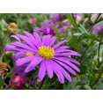 thumbnail image 5 of 100 Seeds| Swan River Mix Daisy Seeds- Authentic Seeds~GMO Free~ Seeds~Flower seeds~Vegetable seeds~ Asian Garden~Herb B5G1#N014, 5 of 5