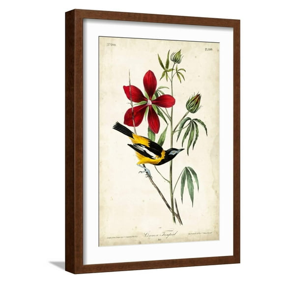 Art.com Audubon Bird & Botanical I Art Print by John James Audubon, Brown Frame Wall Art, 17" x 23"