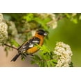 thumbnail image 2 of Illg, Cathy and Gordon 14x11 Black Ornate Wood Framed with Double Matting Museum Art Print Titled - Oregon, Malheur NWR Black-headed grosbeak, 2 of 4
