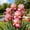 A, variant on Rare iris for Courtyards-Gentle Romantic Aroma-Low Maintenance-Ideal for Borders, Plant Pots & Planters