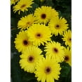 thumbnail image 3 of Better Homes & Gardens 2.5G Gerbera Daisy Day at Beach Mix Annual Live Plant, 3 of 6