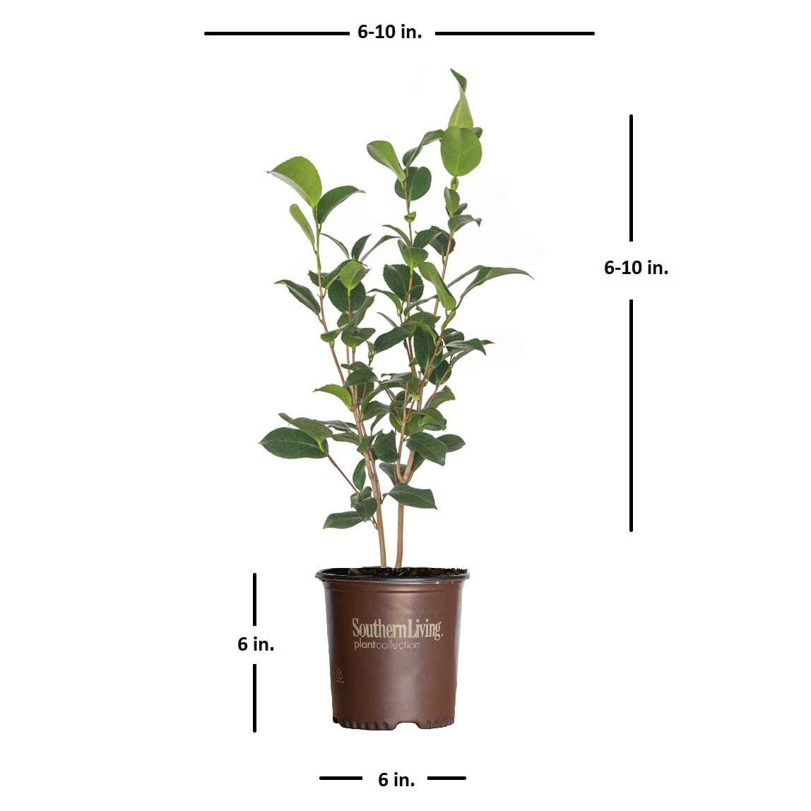 Southern Living October Magic Rose Camellia Live Shrub in 2.5-Quart Grower Pot